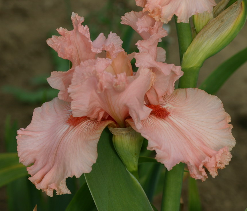 ANNAROSELLA